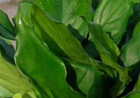 綠色植物萬(wàn)年青的養(yǎng)殖方法介紹