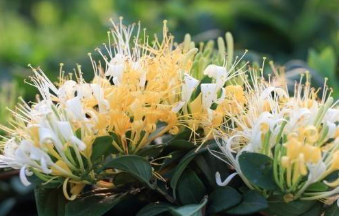它經(jīng)常被人當(dāng)作綠化花卉種植，卻不知道是這么有用，它就是金銀花