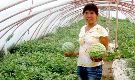 西瓜炭疽病可防可治，只要你這樣做就行了