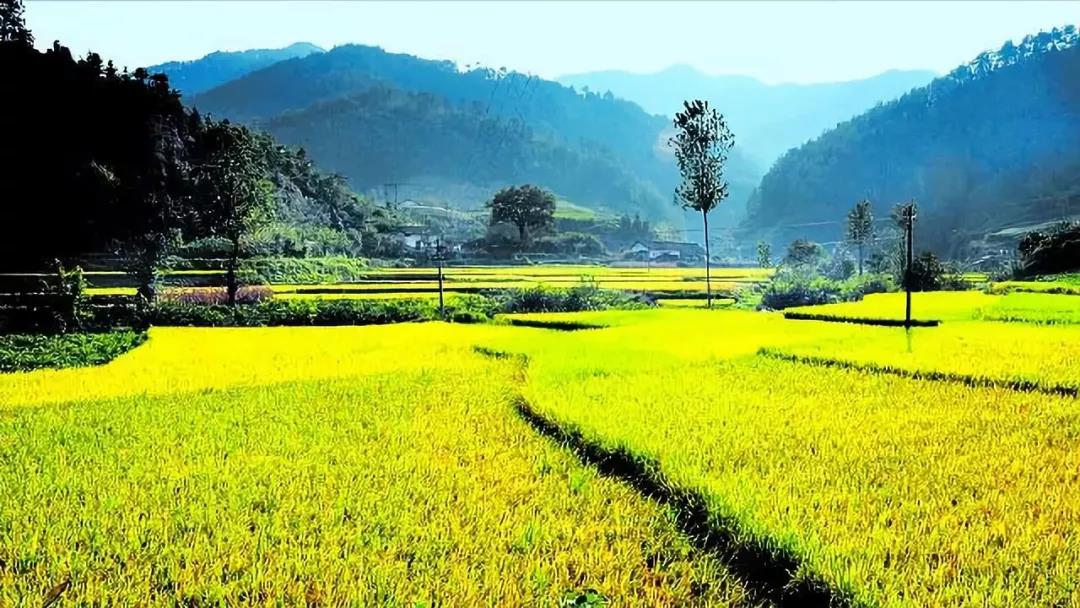 【農(nóng)業(yè)雜談】如何選擇農(nóng)業(yè)投資？投什么？