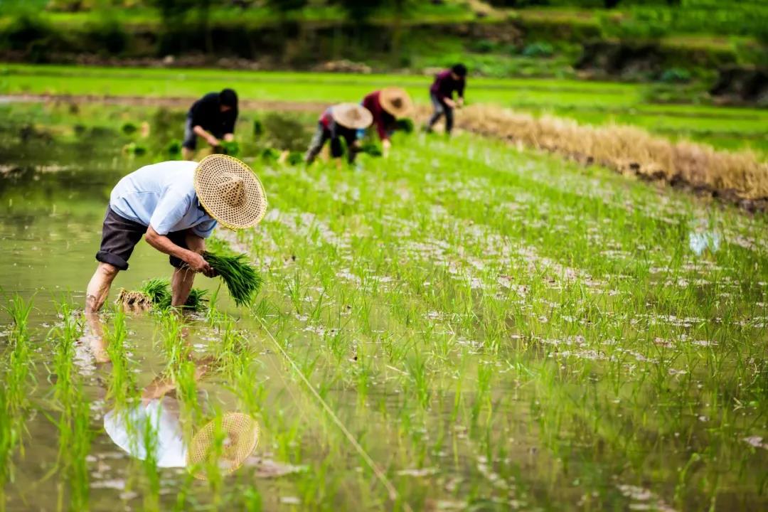 【農(nóng)業(yè)政策解讀】2021年農(nóng)業(yè)農(nóng)村部重點(diǎn)扶持這28個(gè)項(xiàng)目！